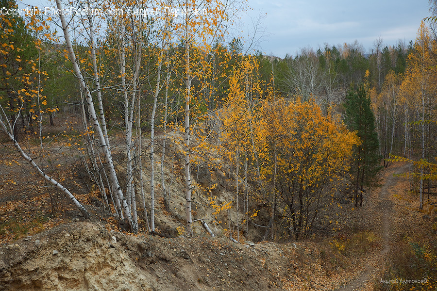 Tree, Plant, Fir, Abies, Conifer