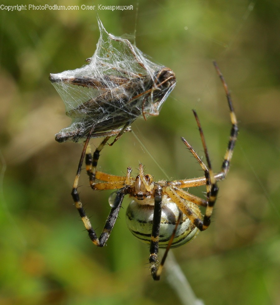 Insect, Invertebrate, Animal, Spider, Arachnid