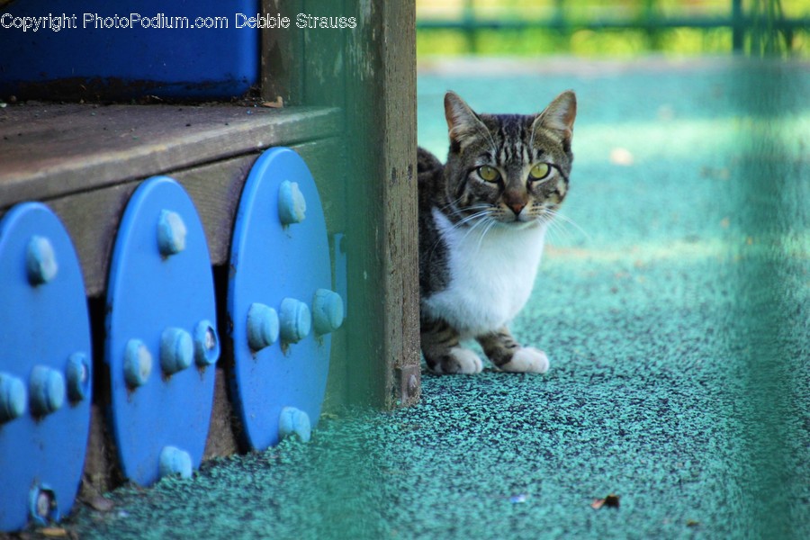 Animal, Cat, Pet, Mammal, Wood