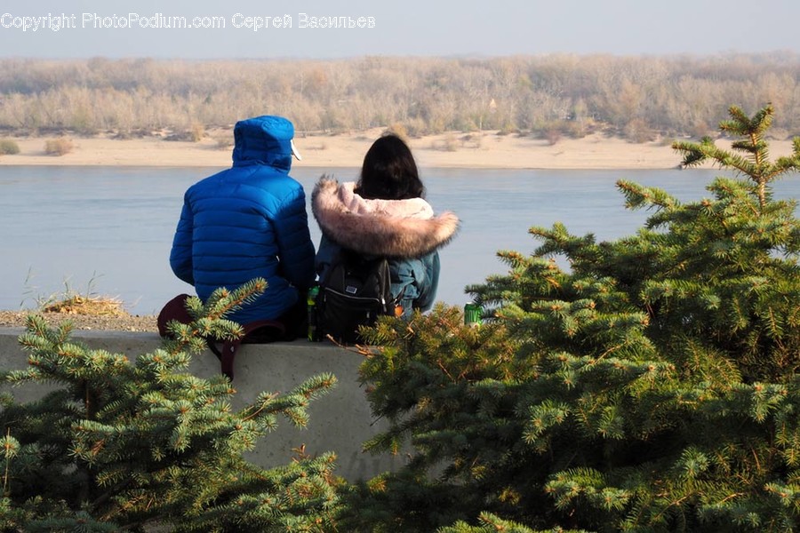 Tree, Plant, Human, Person, Abies