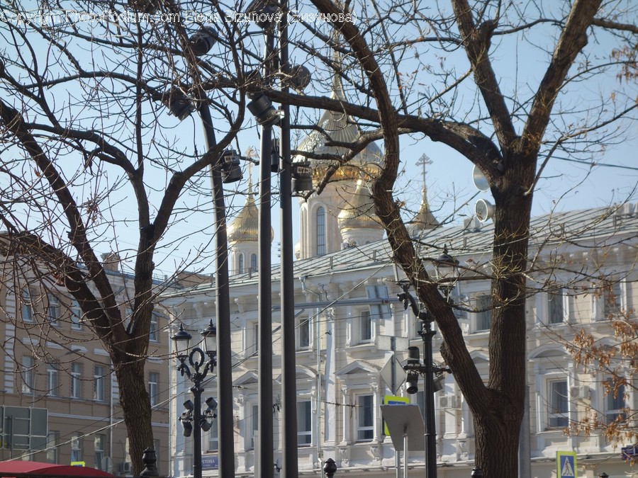 Person, Human, Tree, Plant, Lamp Post