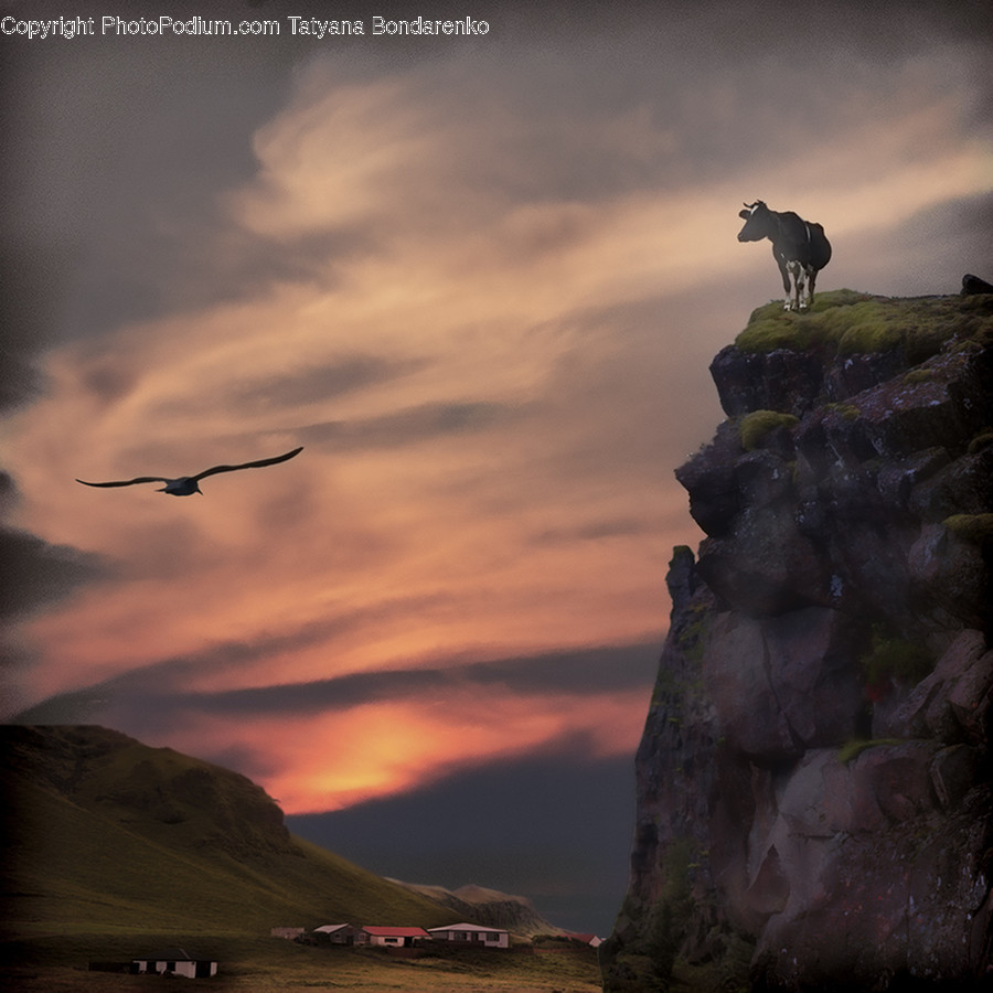 Nature, Outdoors, Bird, Animal, Mammal