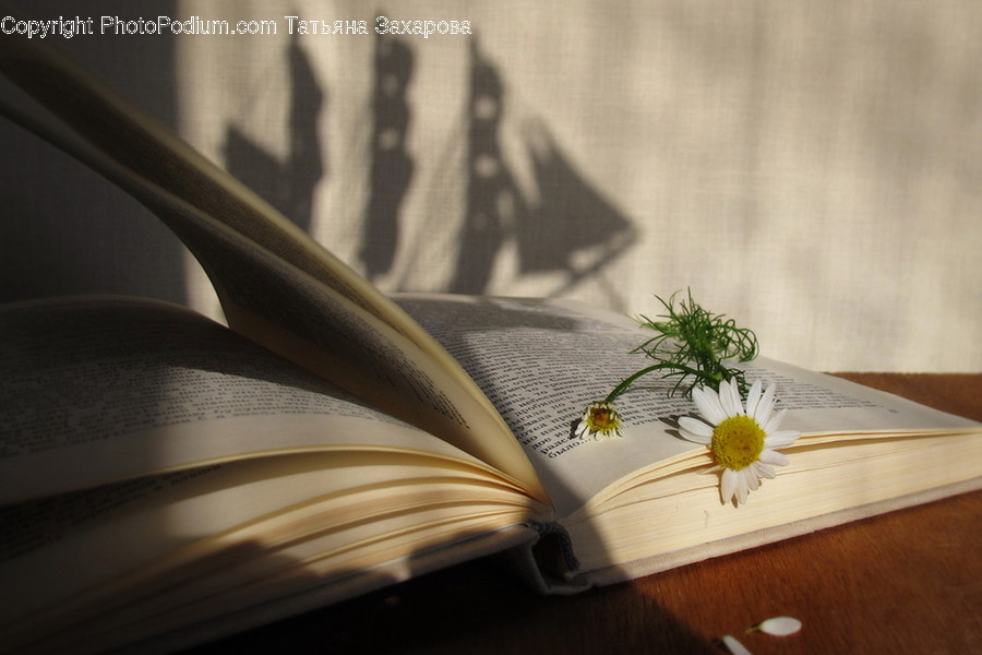 Book, Plant, Flower, Blossom, Flooring