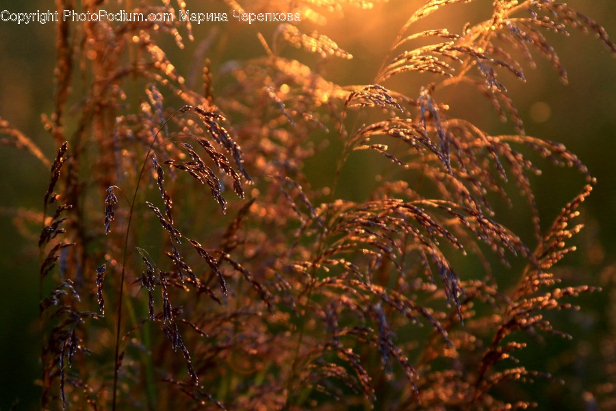 Grass, Plant, Lawn, Reed, Light