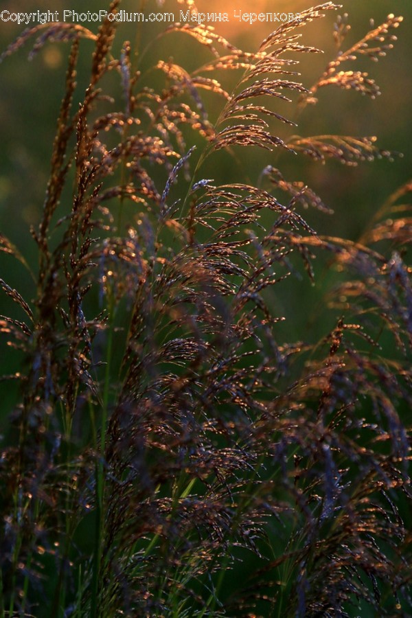 Grass, Plant, Lawn, Nature, Outdoors