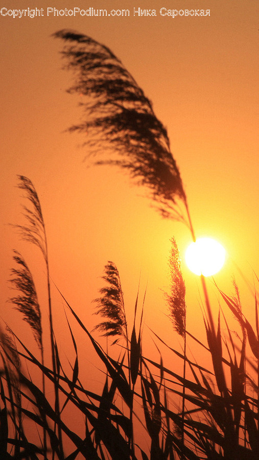 Plant, Grass, Lawn, Nature, Sunlight
