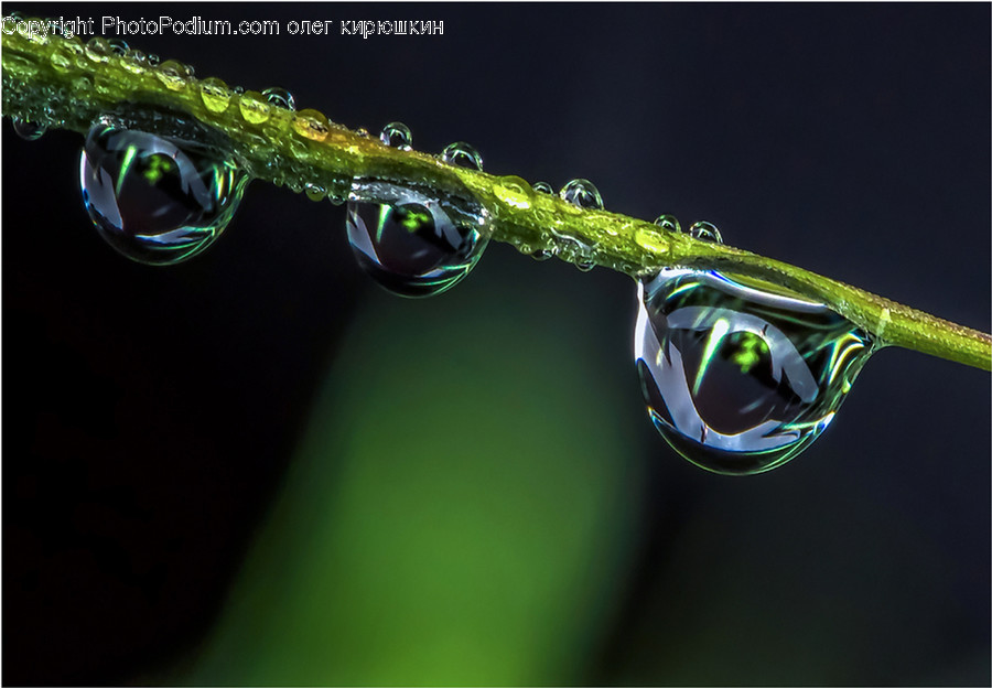 Droplet, Leaf, Plant