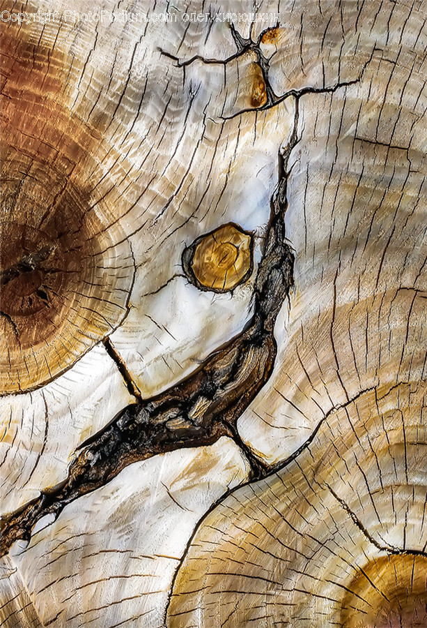 Wood, Plant, Tree, Tree Trunk, Tree Stump