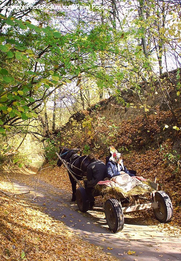Buggy, Carriage, Horse Cart, Wagon, Atv, Animal, Horse