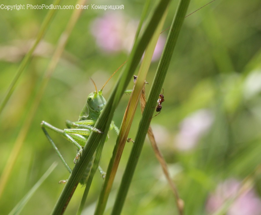 Animal, Invertebrate, Insect, Cricket Insect, Grasshopper