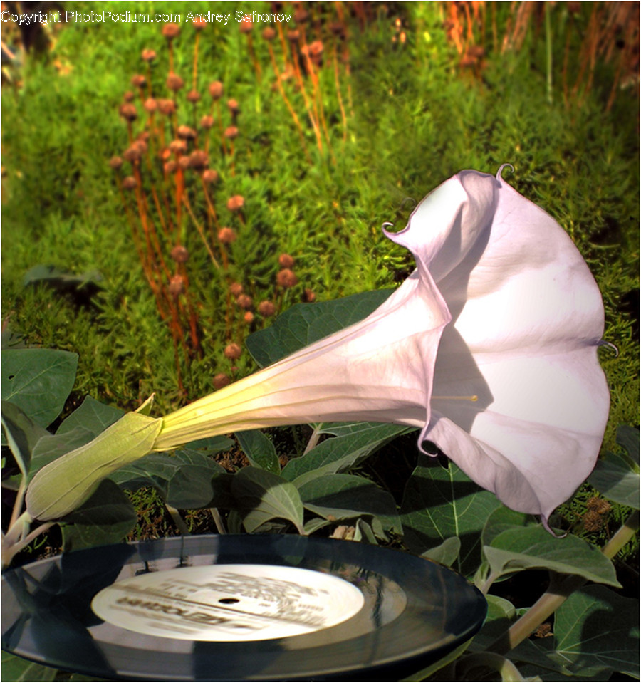 Plant, Flower, Blossom, Araceae, Bird