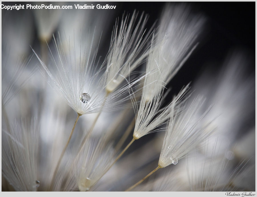Grain, Seed, Plant, Weed, Dandelion, Flower, Field