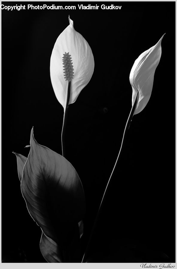 Blossom, Flora, Flower, Plant, Anthurium, Cushion, Home Decor