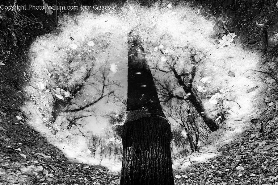Plant, Tree, Vegetation, Tree Trunk, Land