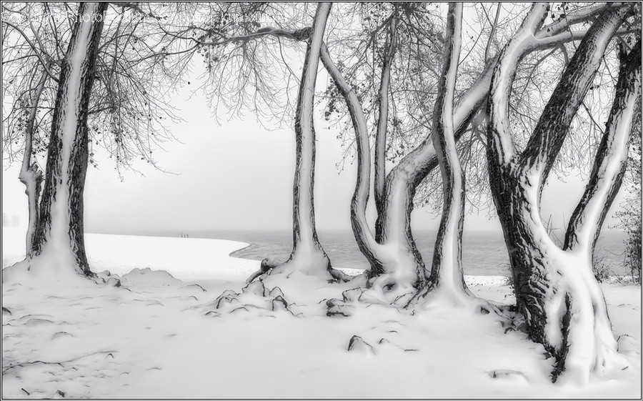 Tree, Plant, Tree Trunk, Outdoors, Nature