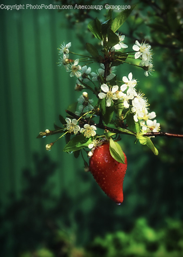 Plant, Blossom, Flower, Food, Fruit