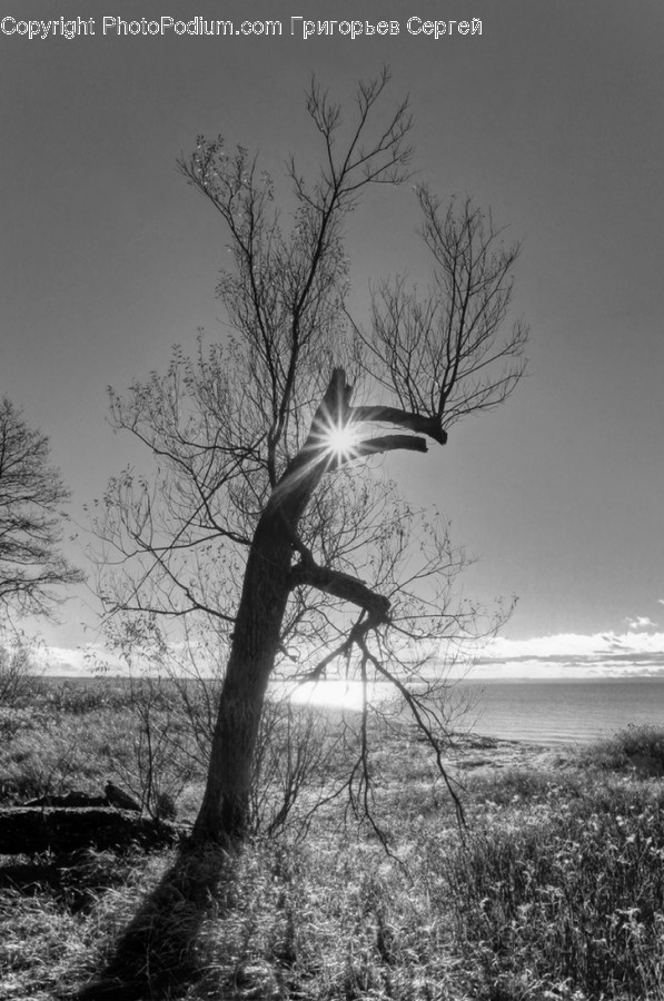 Light, Flare, Plant, Tree, Nature