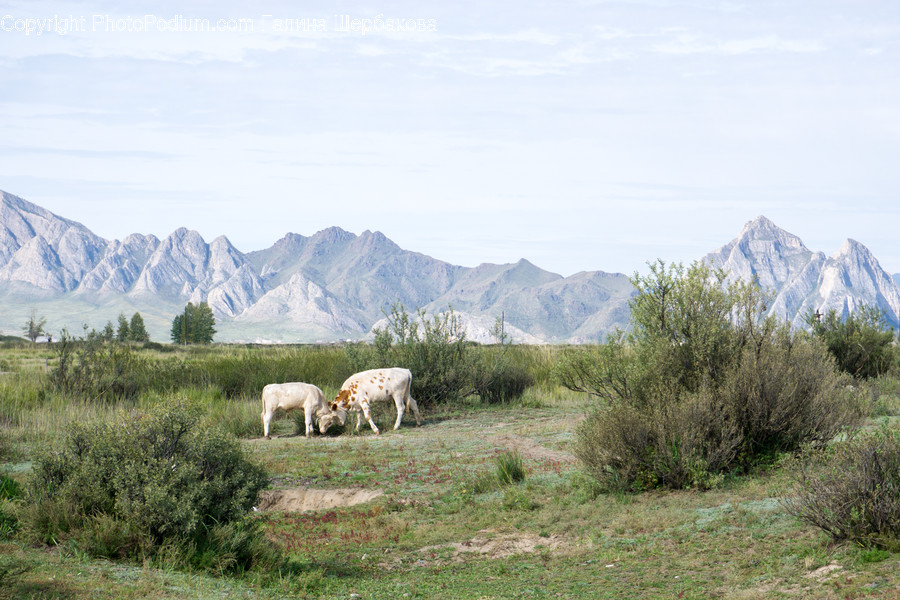 Nature, Outdoors, Field, Grassland, Animal