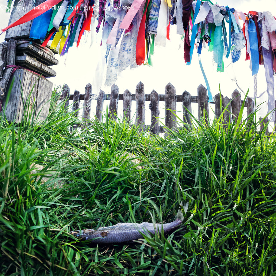 Outdoors, Art, Animal, Bird, Reptile