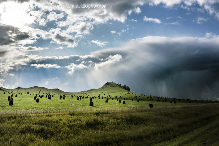 Field, Outdoors, Grassland, Nature, Animal