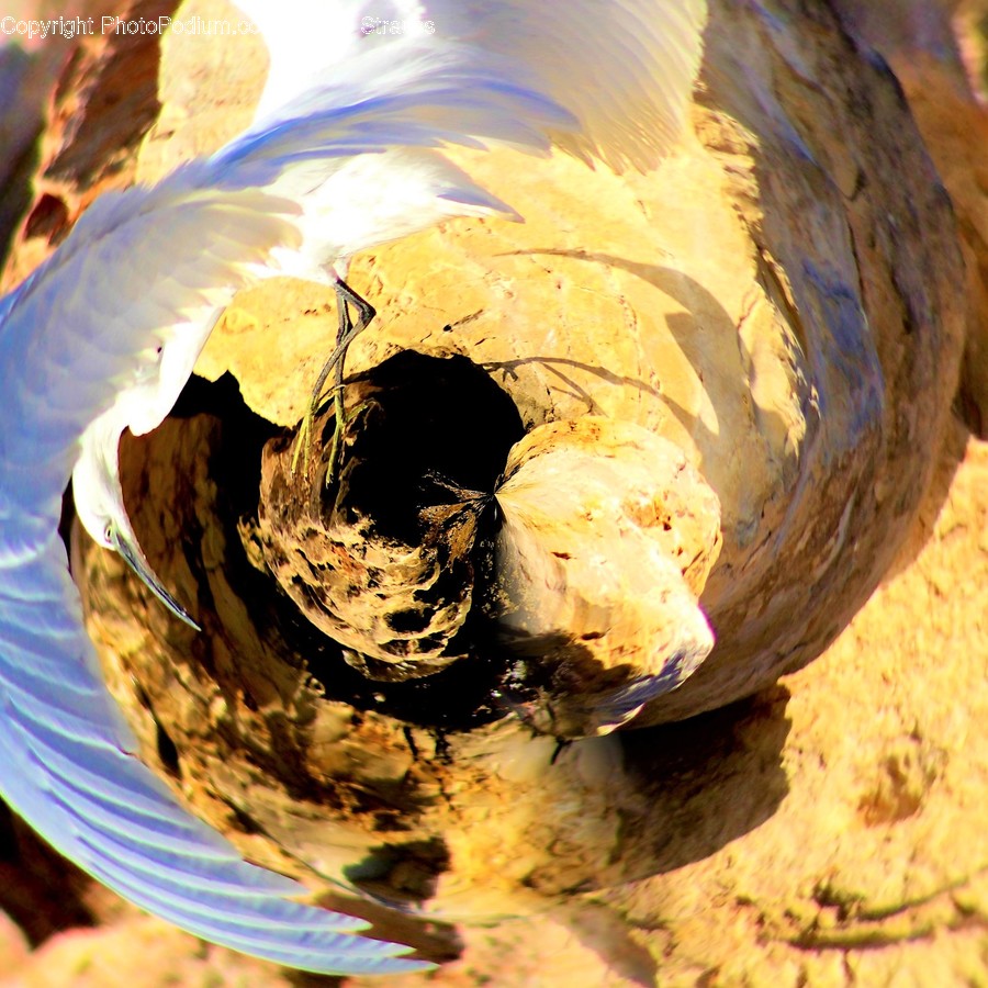 Sphere, Fungus, Hole, Outdoors
