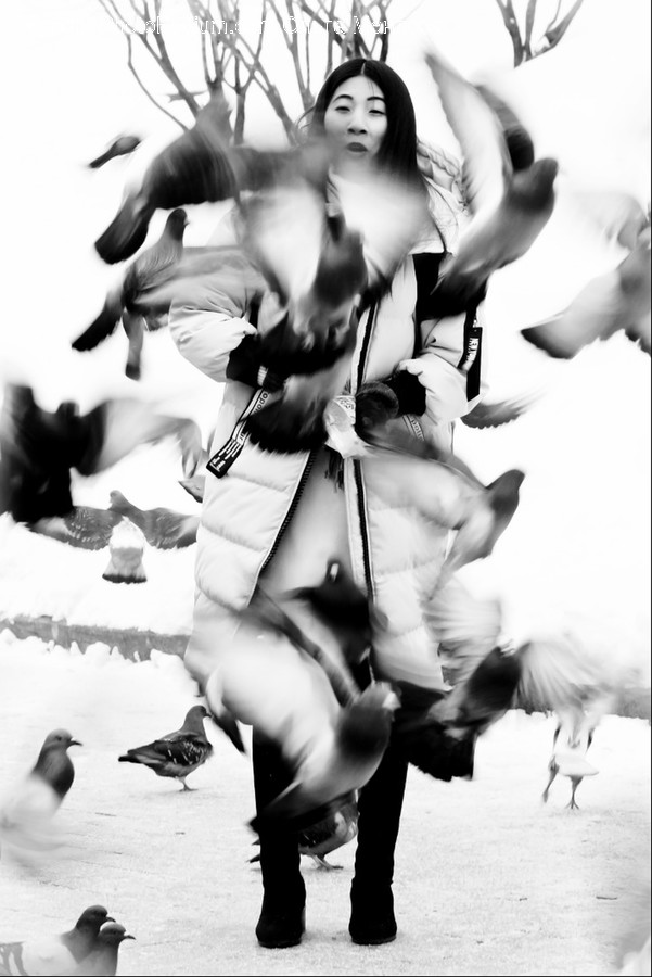 Animal, Bird, Person, Human, Pigeon