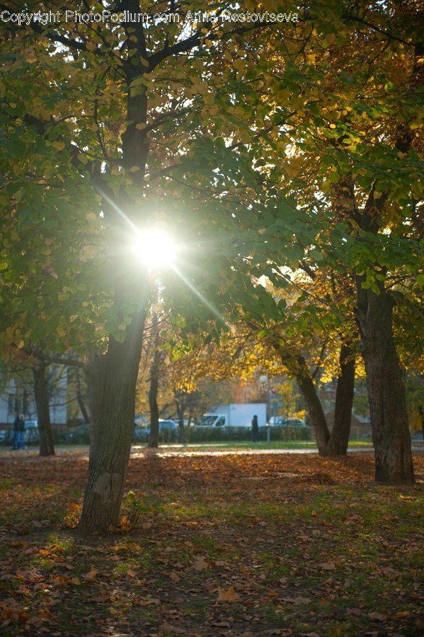 Light, Flare, Person, Human, Tree Trunk