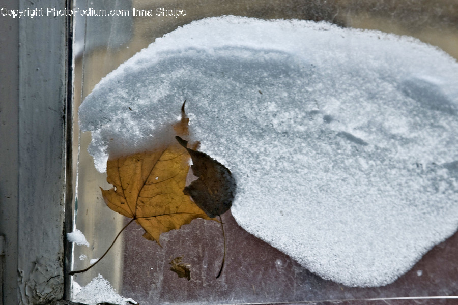 Plant, Leaf, Outdoors, Nature, Ice