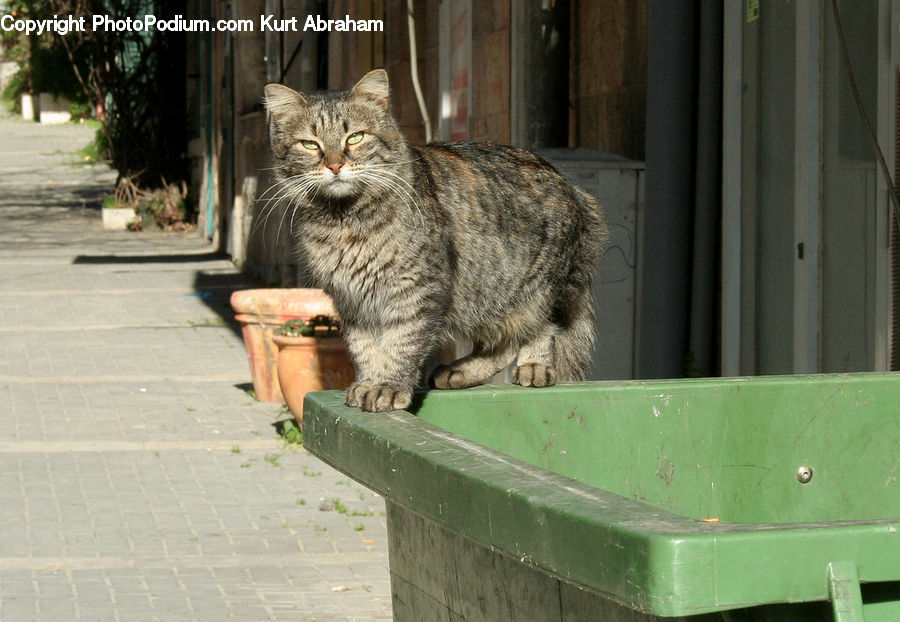 Alley, Alleyway, Road, Street, Town, Animal, Cat