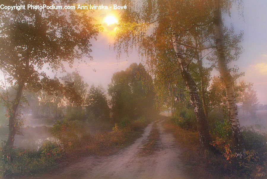 Plant, Potted Plant, Dirt Road, Gravel, Road, Fog, Mist