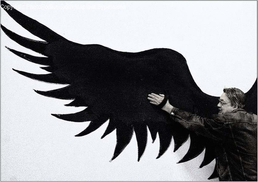 Bird, Eagle, Animal, Person, Human