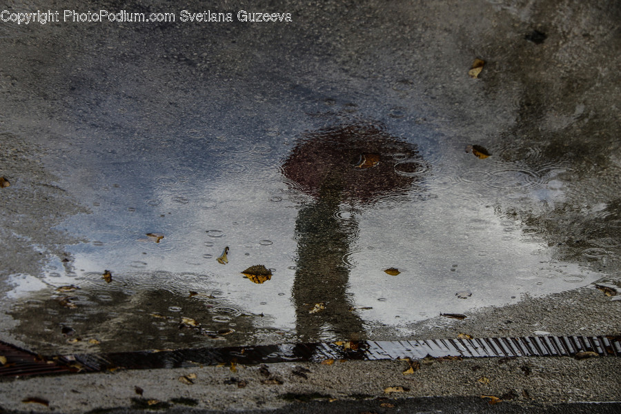Puddle, Asphalt, Tarmac, Animal, Bird