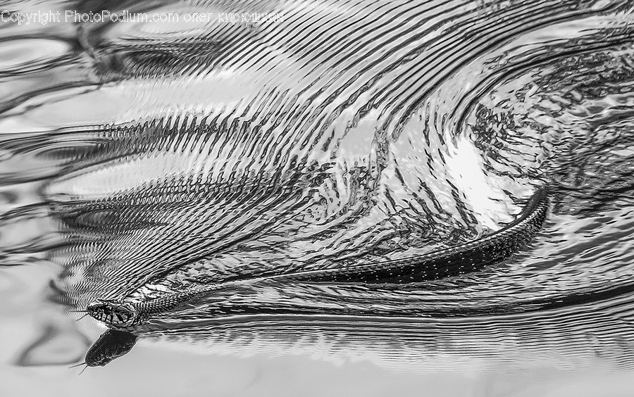 Water, Outdoors, Ripple, Bird, Animal