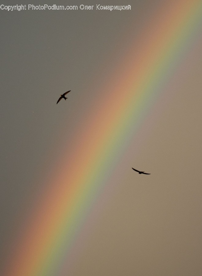 Nature, Outdoors, Animal, Bird, Sky