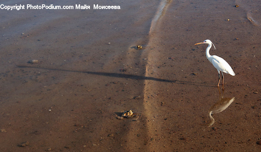 Bird, Crane Bird, Heron, Ardeidae, Stork, Waterfowl, Egret