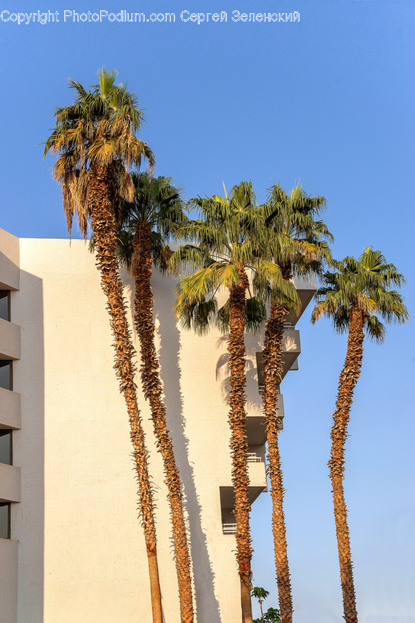 Tree, Plant, Palm Tree, Arecaceae, Summer