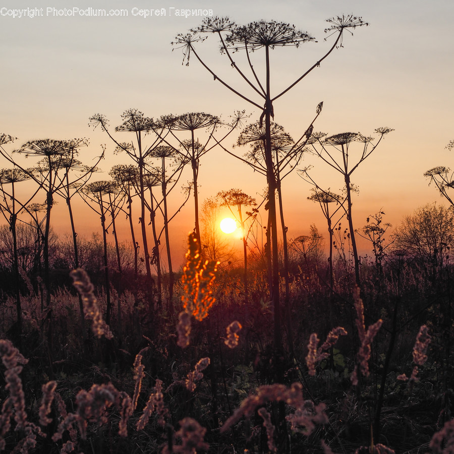 Nature, Light, Flare, Outdoors, Dawn