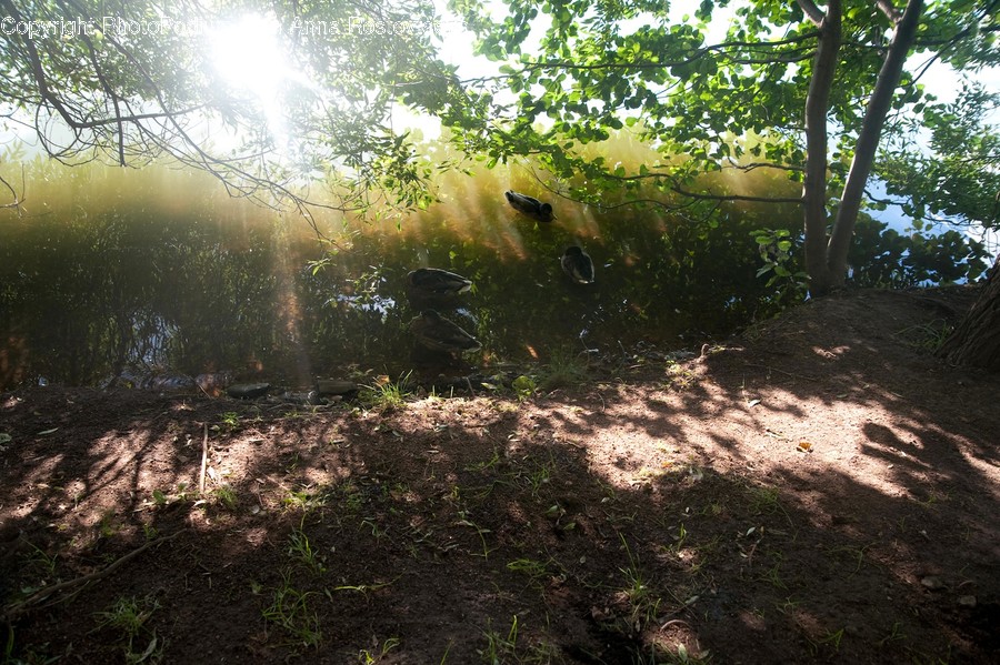 Flare, Light, Sunlight, Ground, Plant