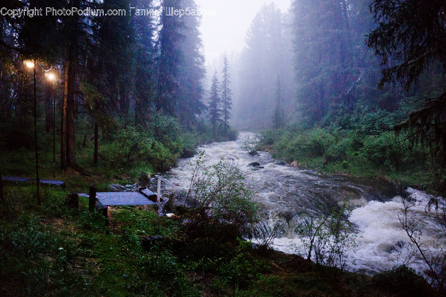Plant, Tree, Fir, Abies, Nature