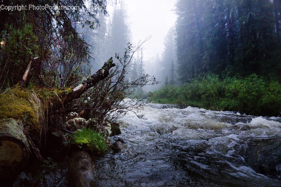 Nature, Outdoors, Plant, Tree, Weather