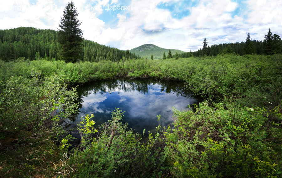 Outdoors, Nature, Land, Water, Bog