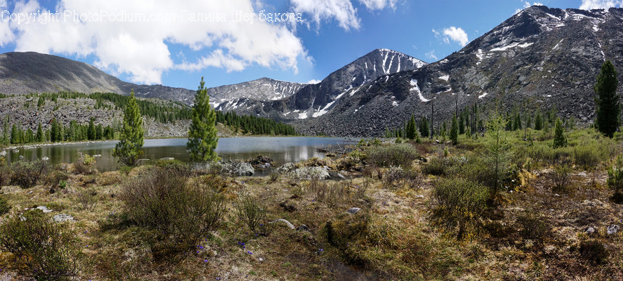 Plant, Tree, Abies, Fir, Wilderness