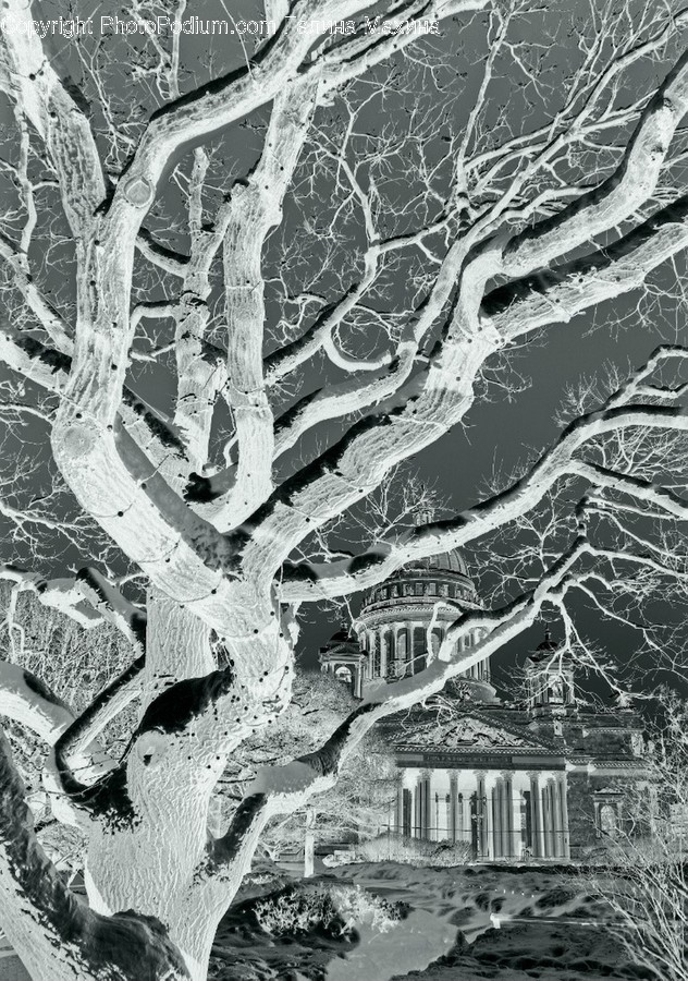 Tree, Plant, Oak, Nature, Tree Trunk