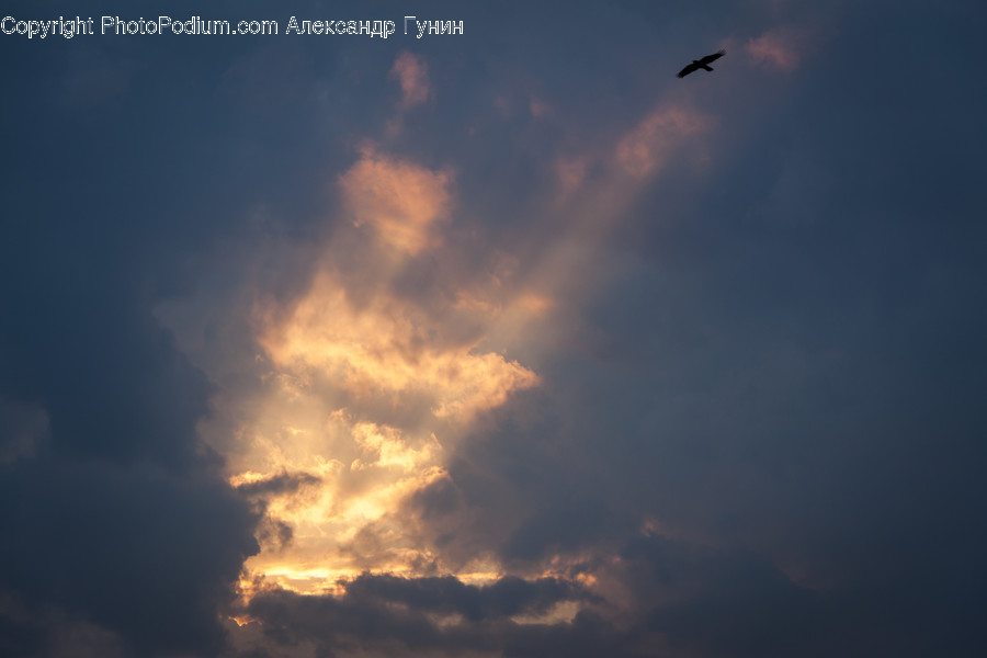 Nature, Outdoors, Animal, Bird, Weather