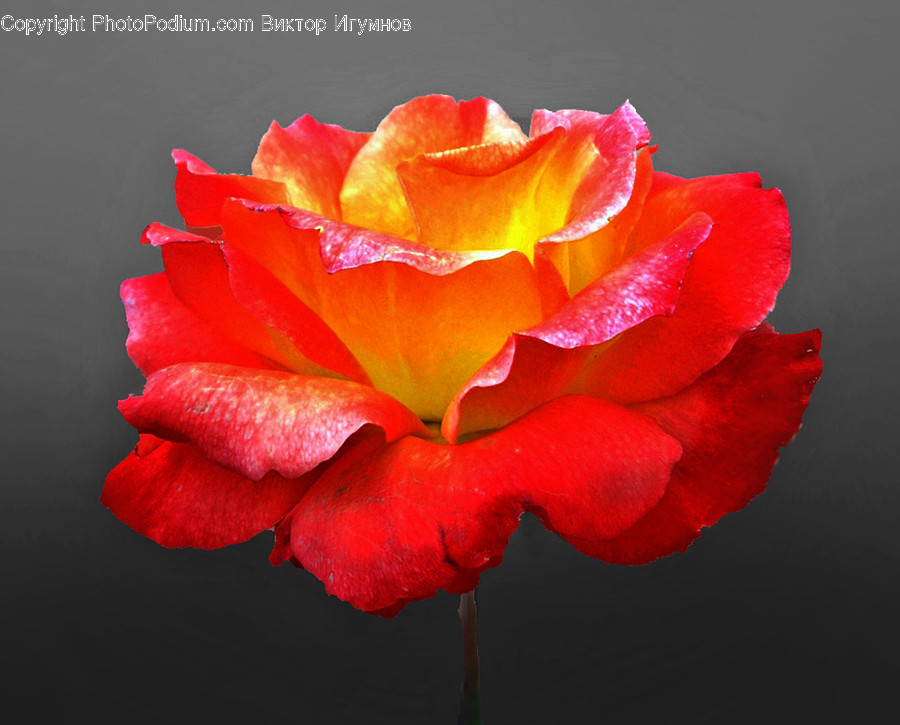 Rose, Plant, Blossom, Flower, Petal