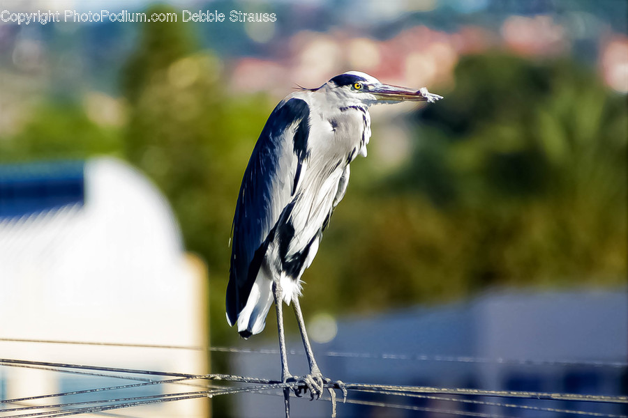 Animal, Bird, Stork, Waterfowl, Heron