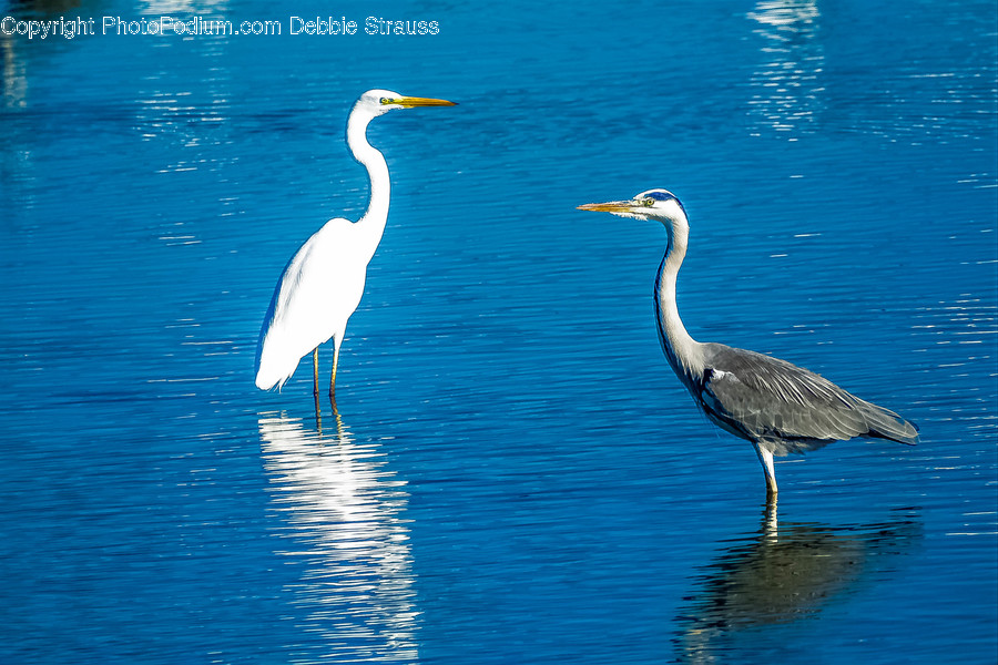 Bird, Animal, Waterfowl, Ardeidae, Heron