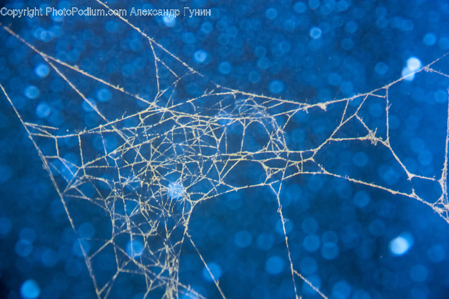 Spider Web