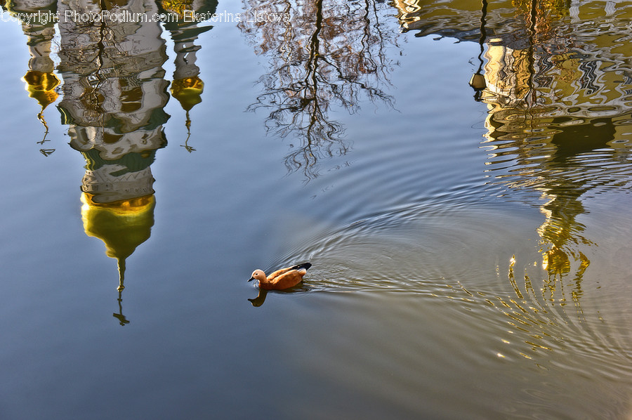 Water, Outdoors, Ripple, Nature, Animal