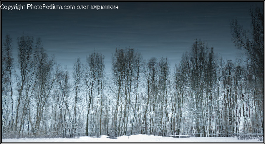 Nature, Outdoors, Tree, Plant, Snow